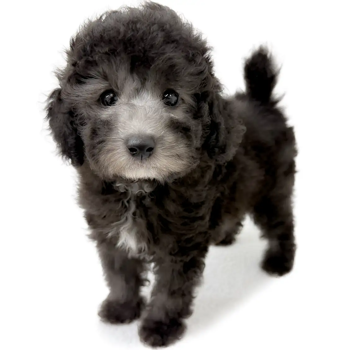 トイ・プードル