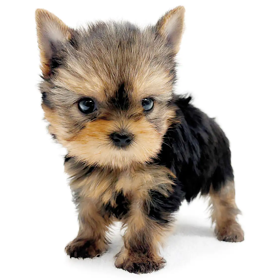 ヨークシャーテリア