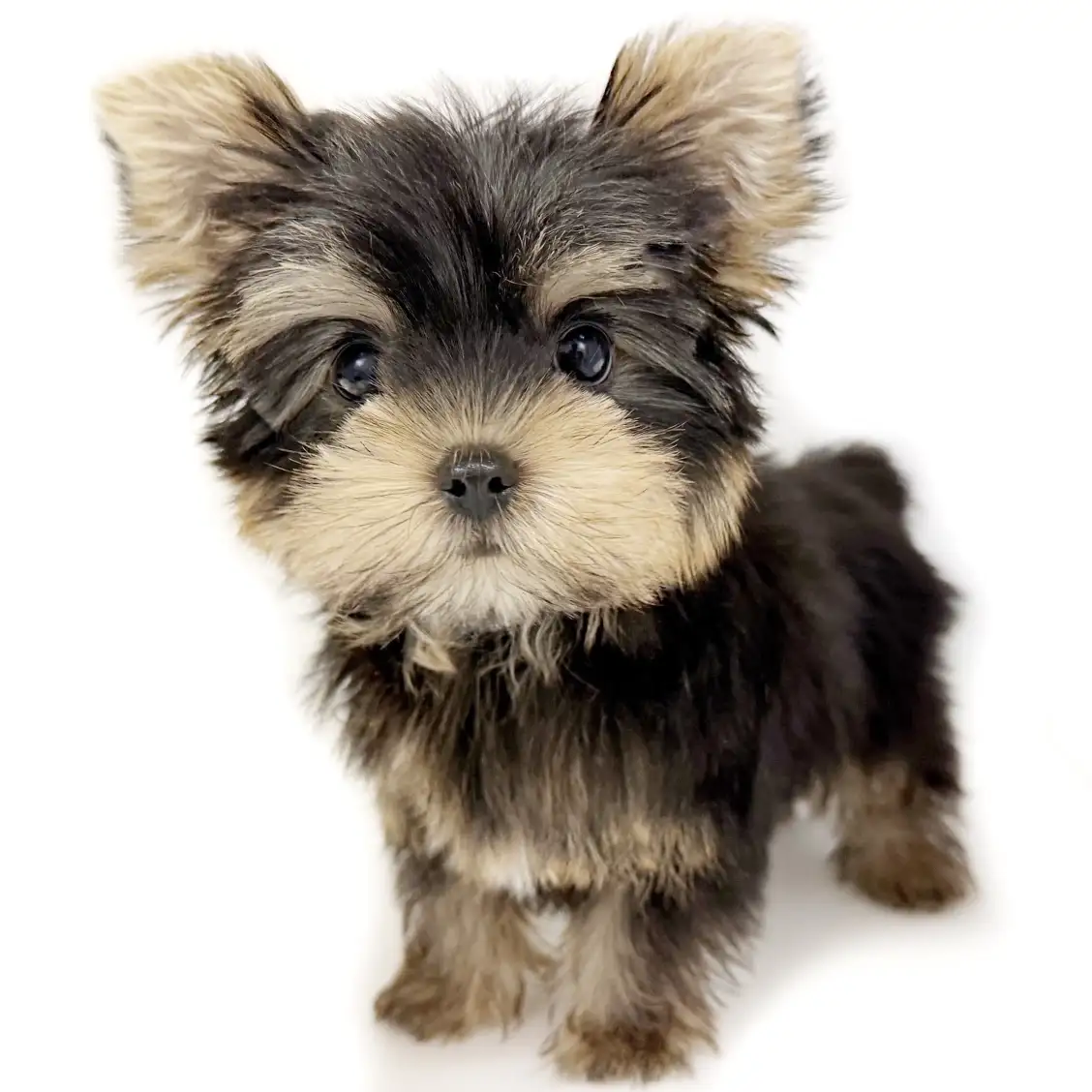 ヨークシャーテリア