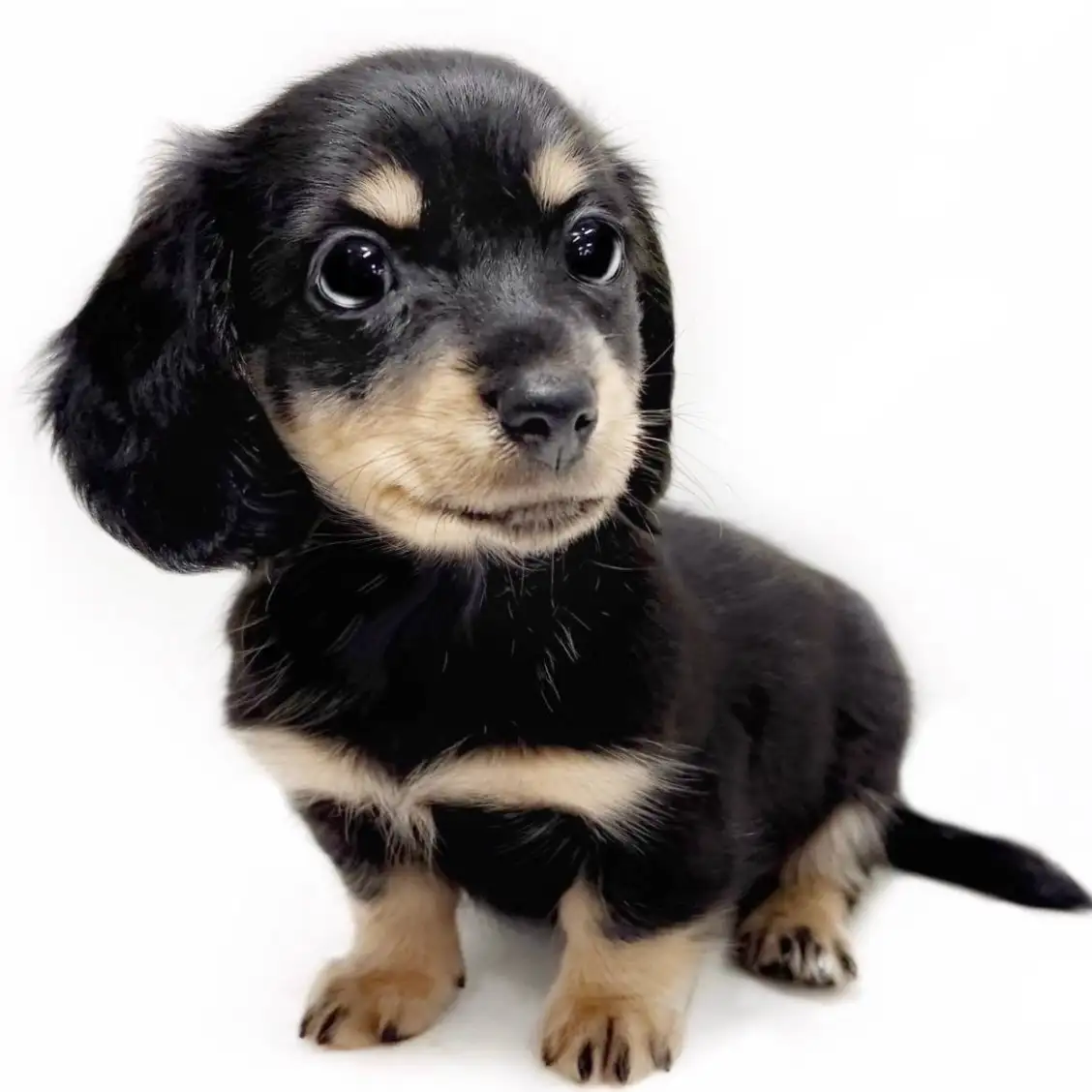 ミニチュア・ダックスフント