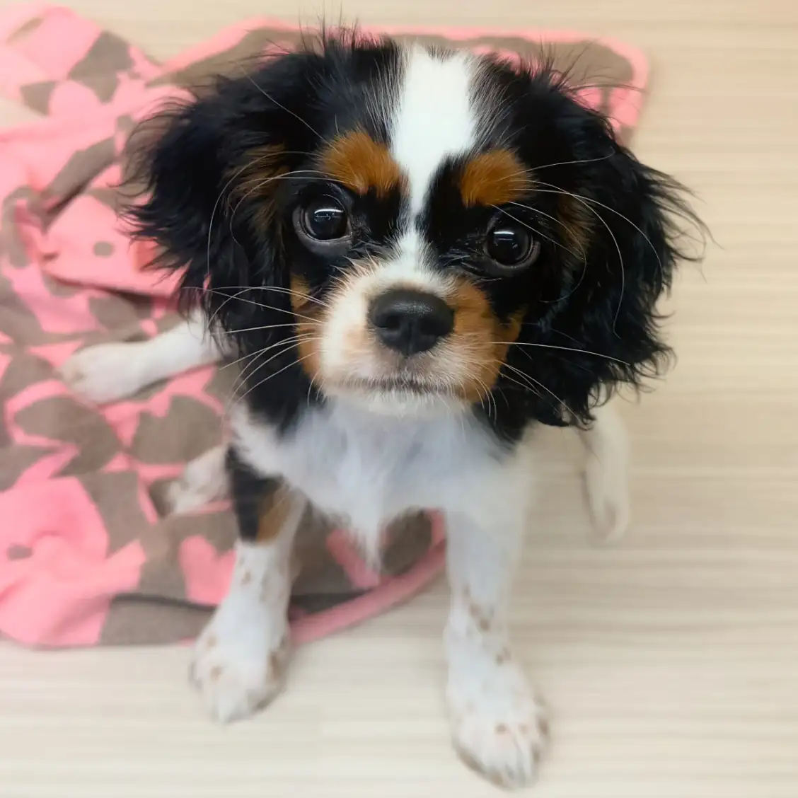 キャバリア・キングチャールズ・スパニエル