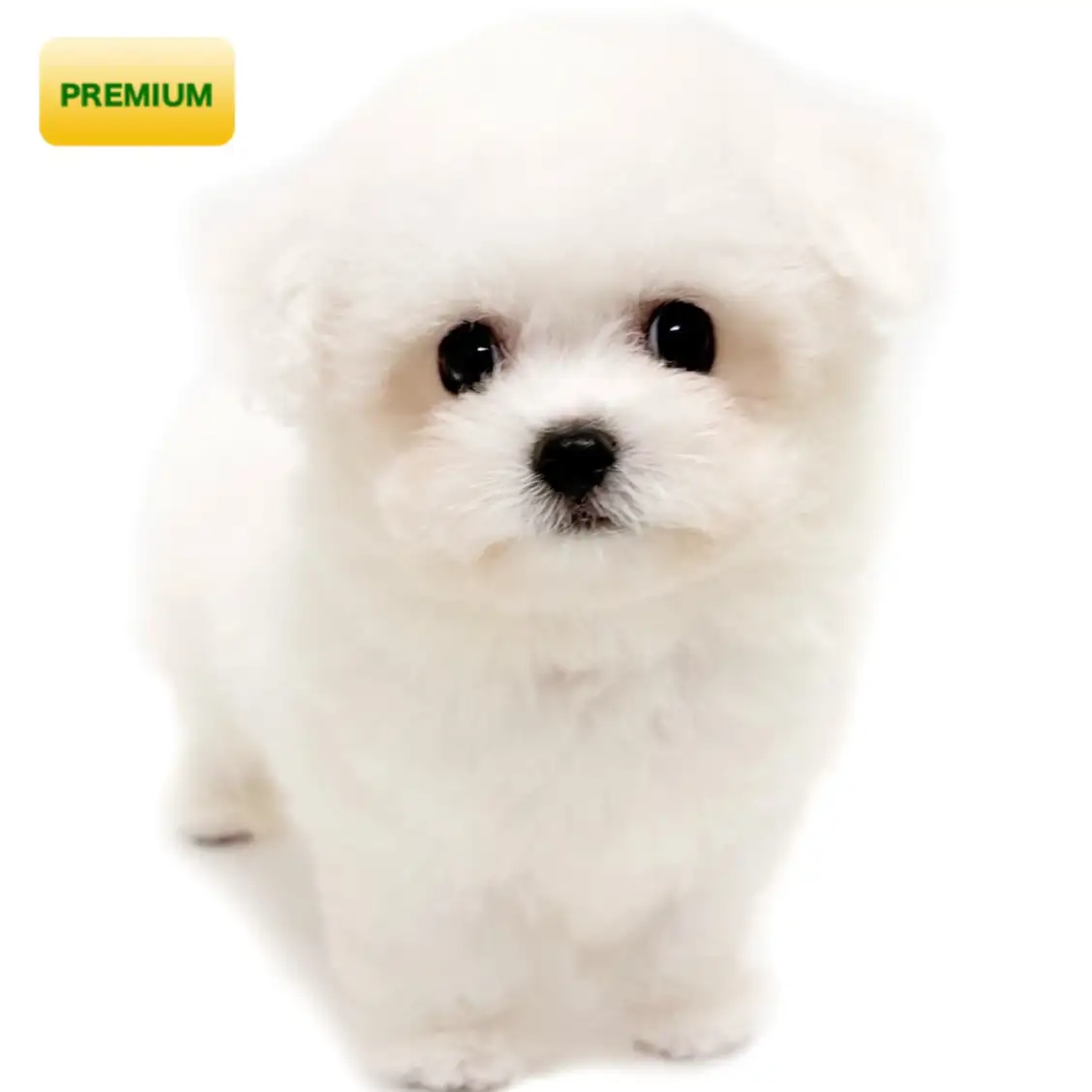 ビションフリーゼ