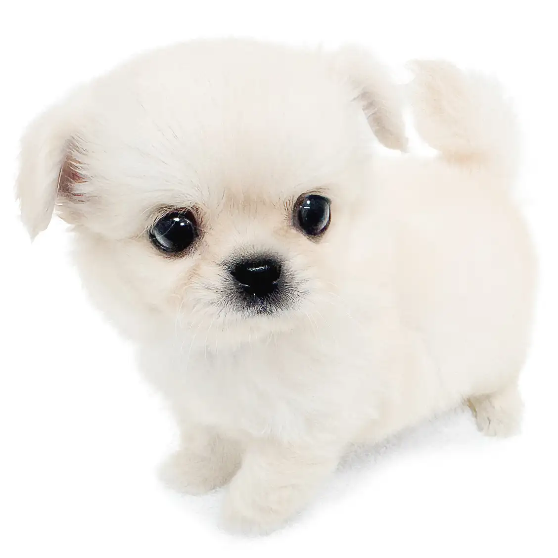 MIX（ペキニーズ×チワワ）