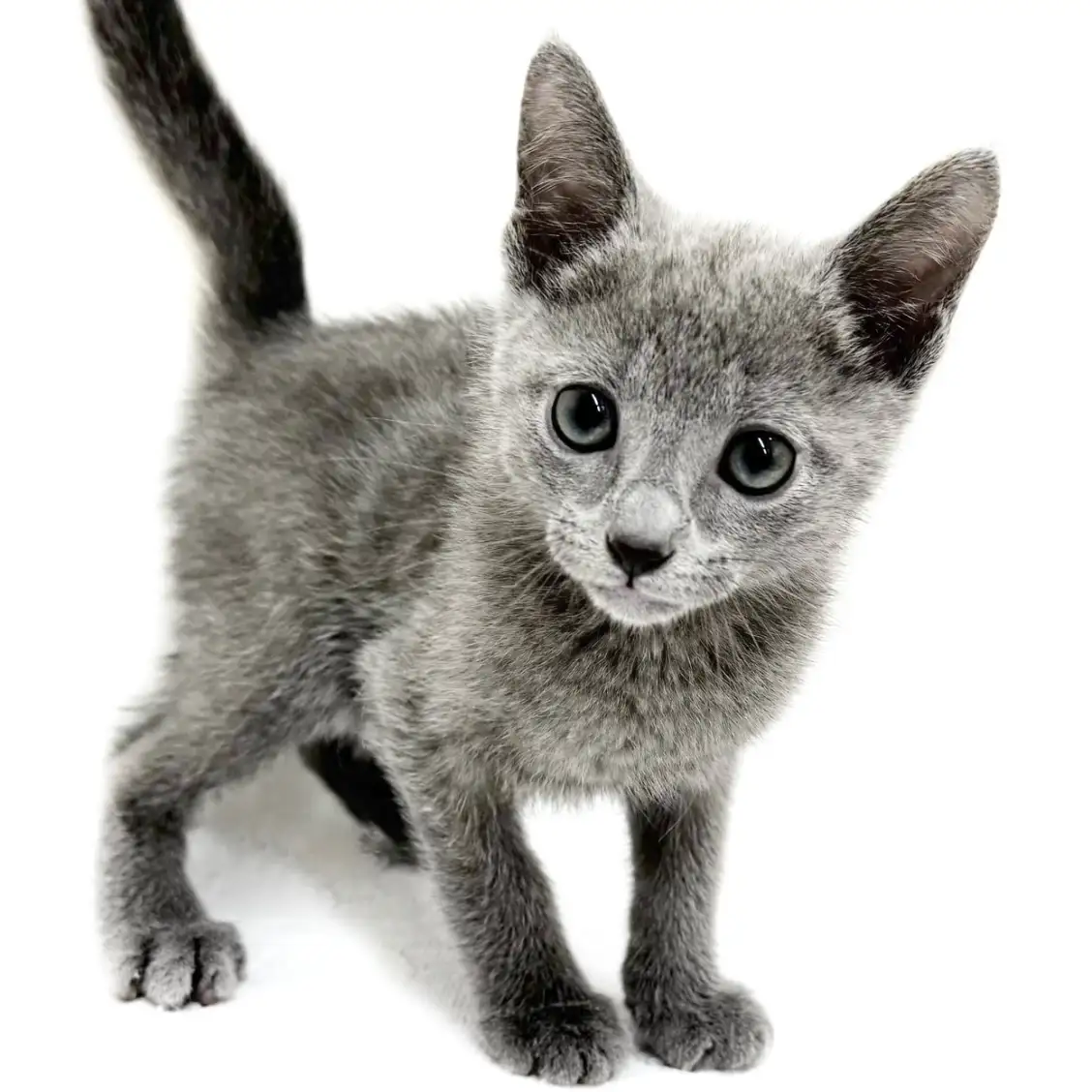 ロシアンブルー