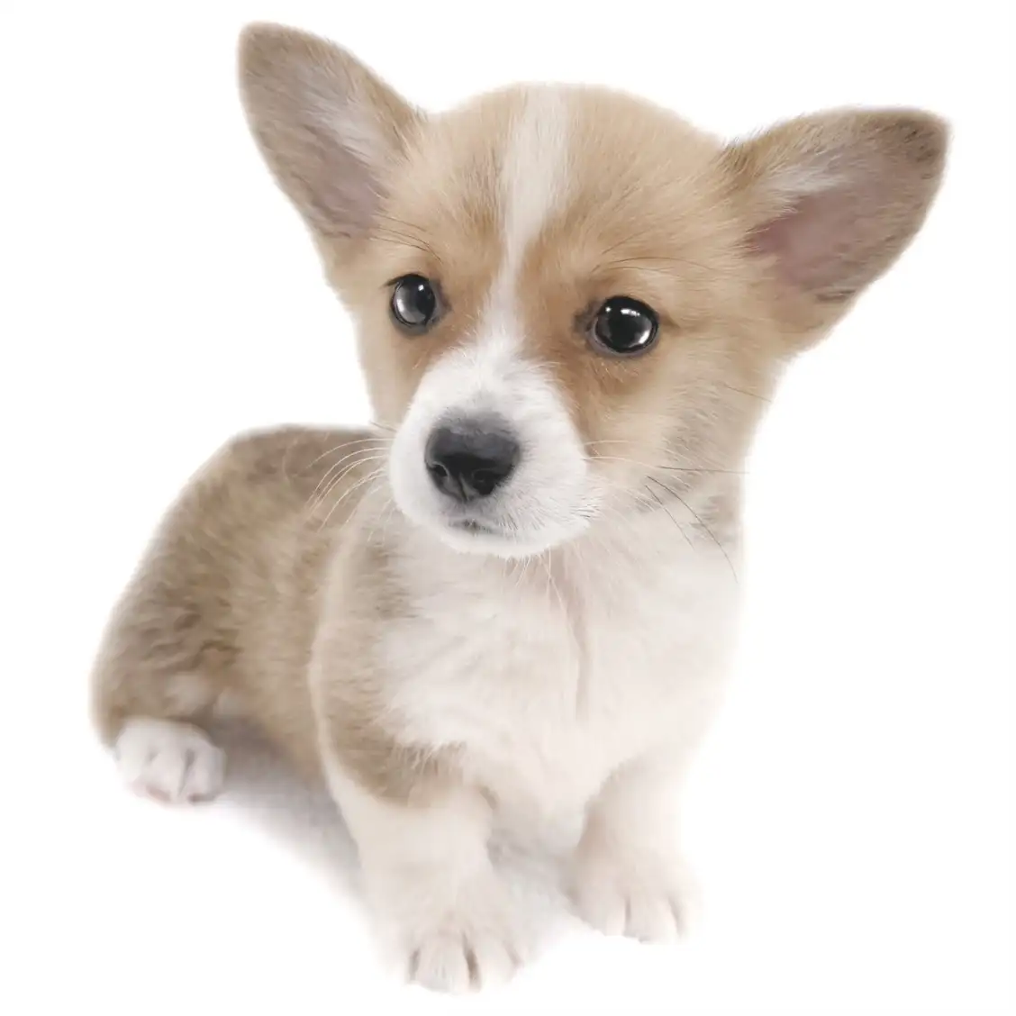 ウェルシュコーギーペンブローク