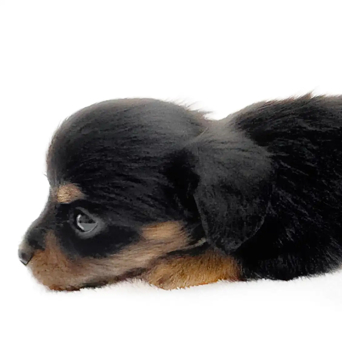 MIX(チワワ×ミニチュアダックスフント)