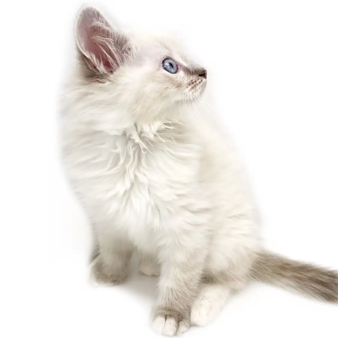 ネヴァマスカレード