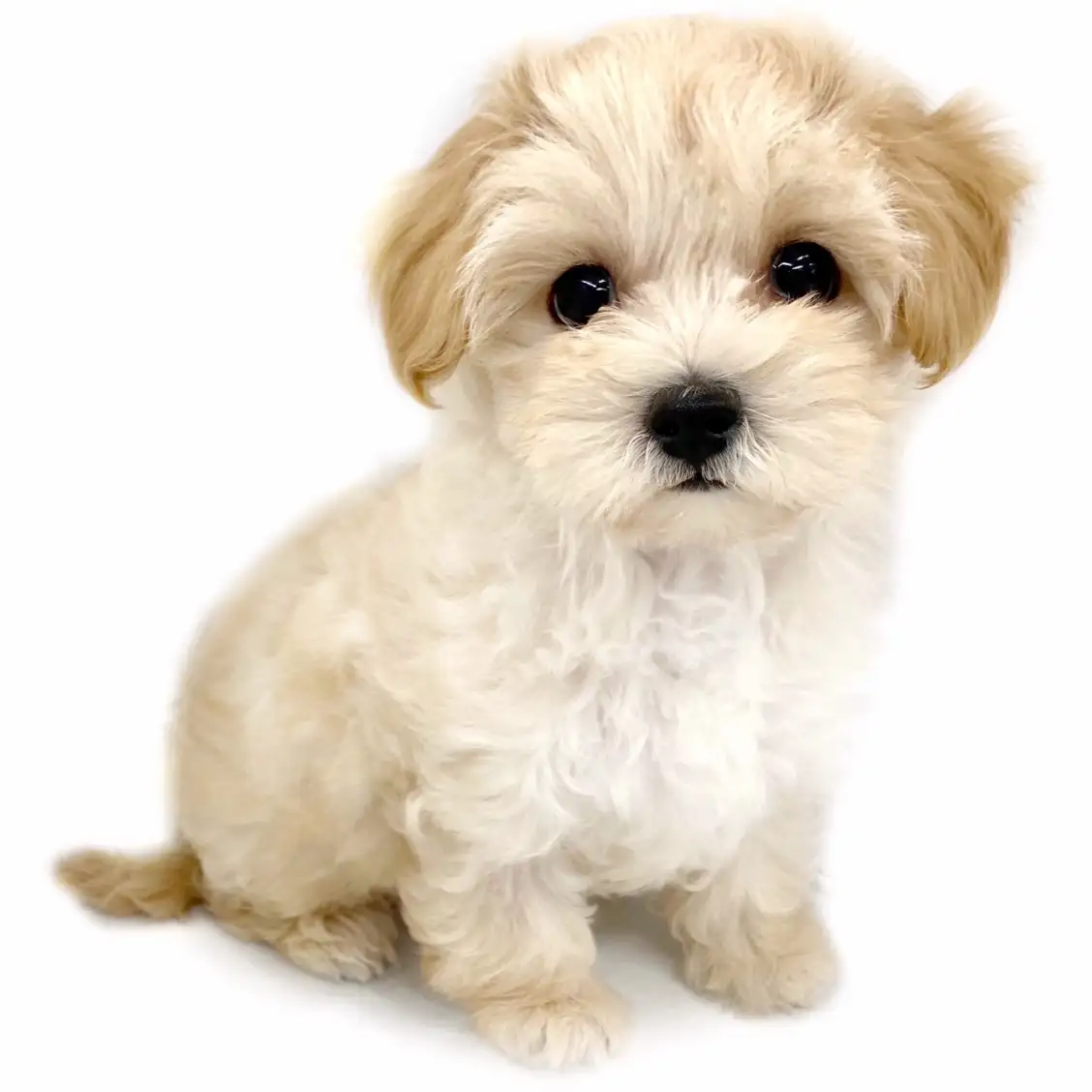 MIX(マルチーズ×トイプードル)