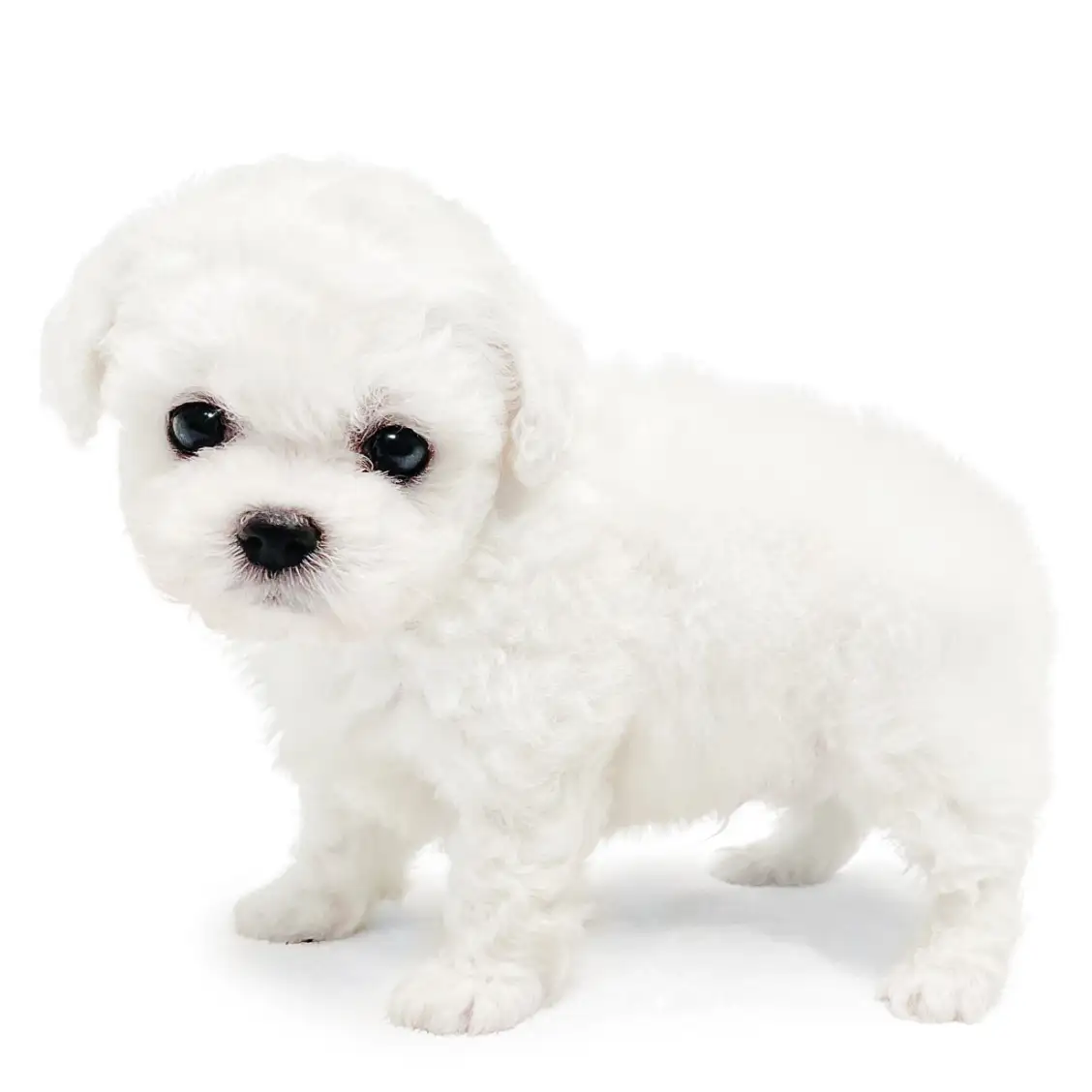 ビションフリーゼ