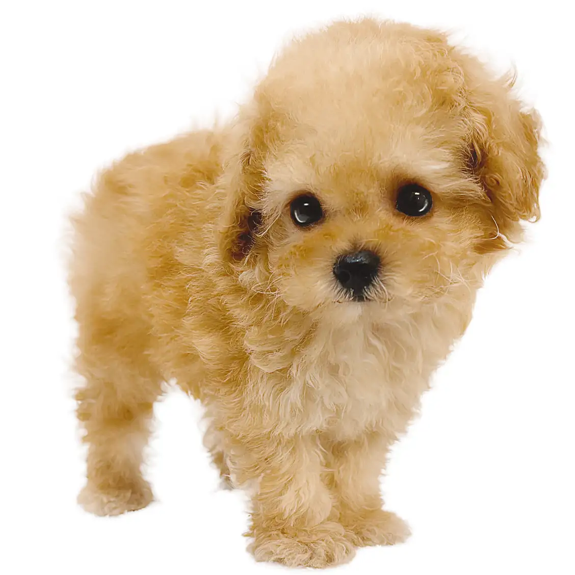 トイ・プードル