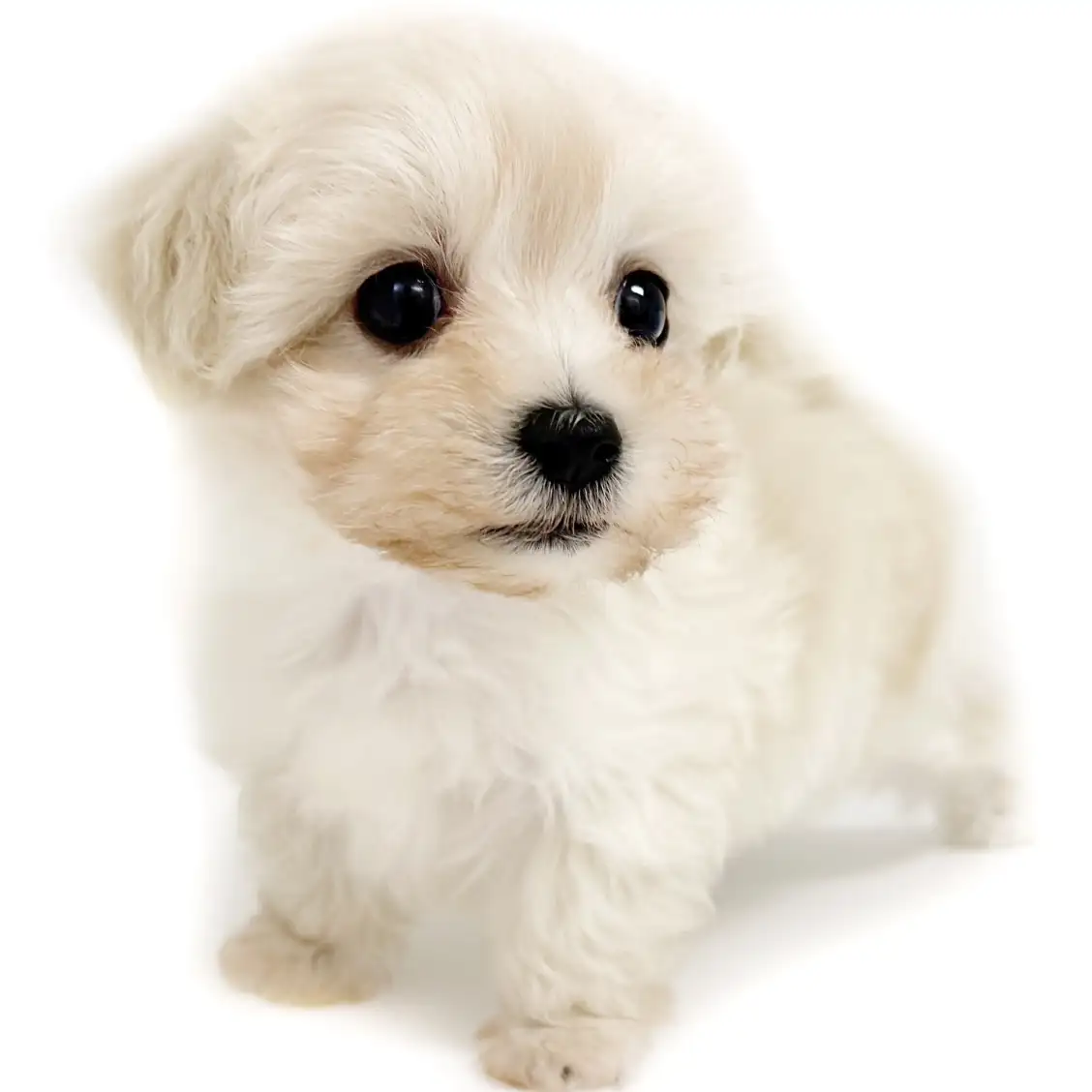 MIX(マルチーズ×トイプードル)