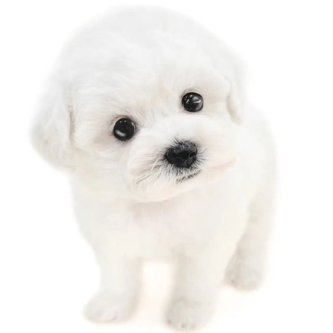 ビションフリーゼ