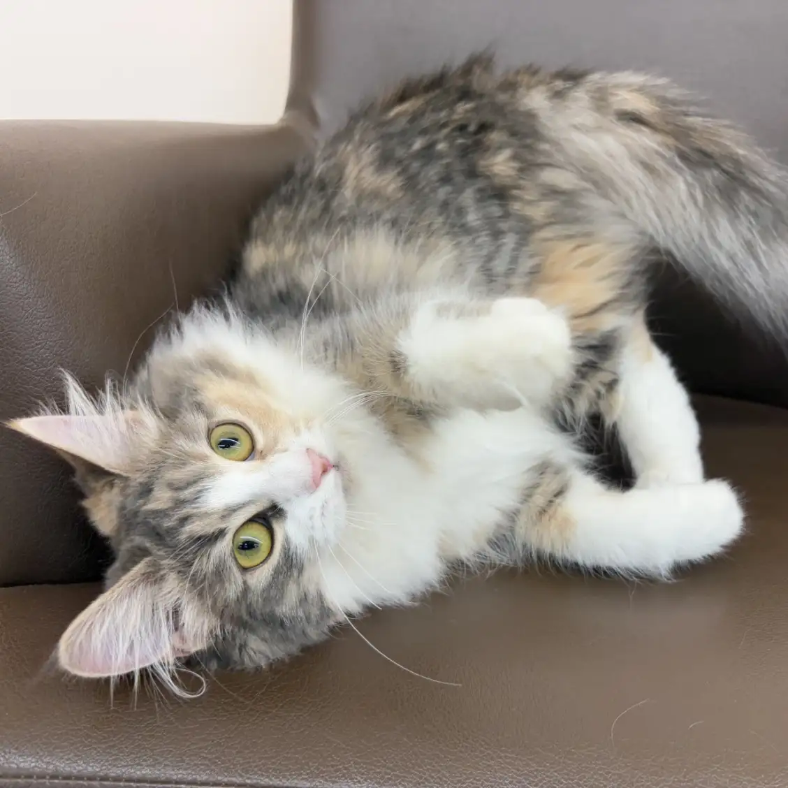 ノルウェージャンフォレストキャット