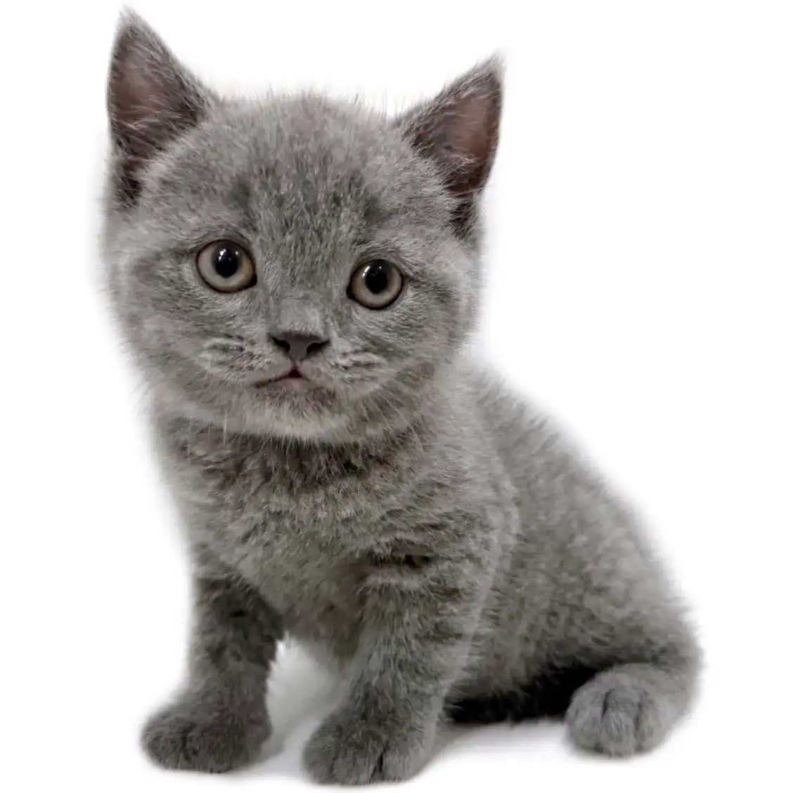 ブリティッシュショートヘア