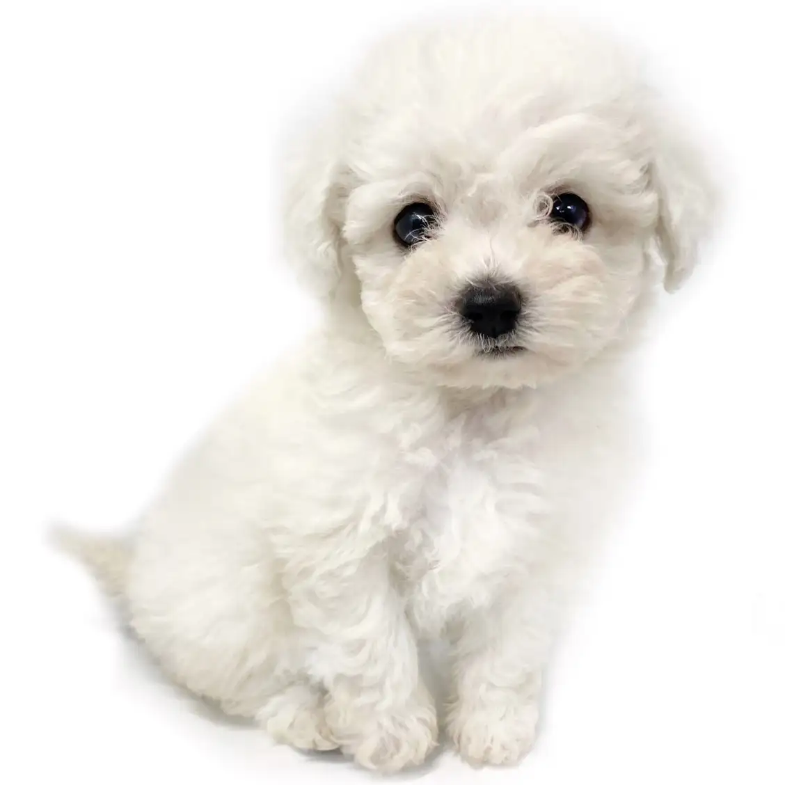 ビションフリーゼ