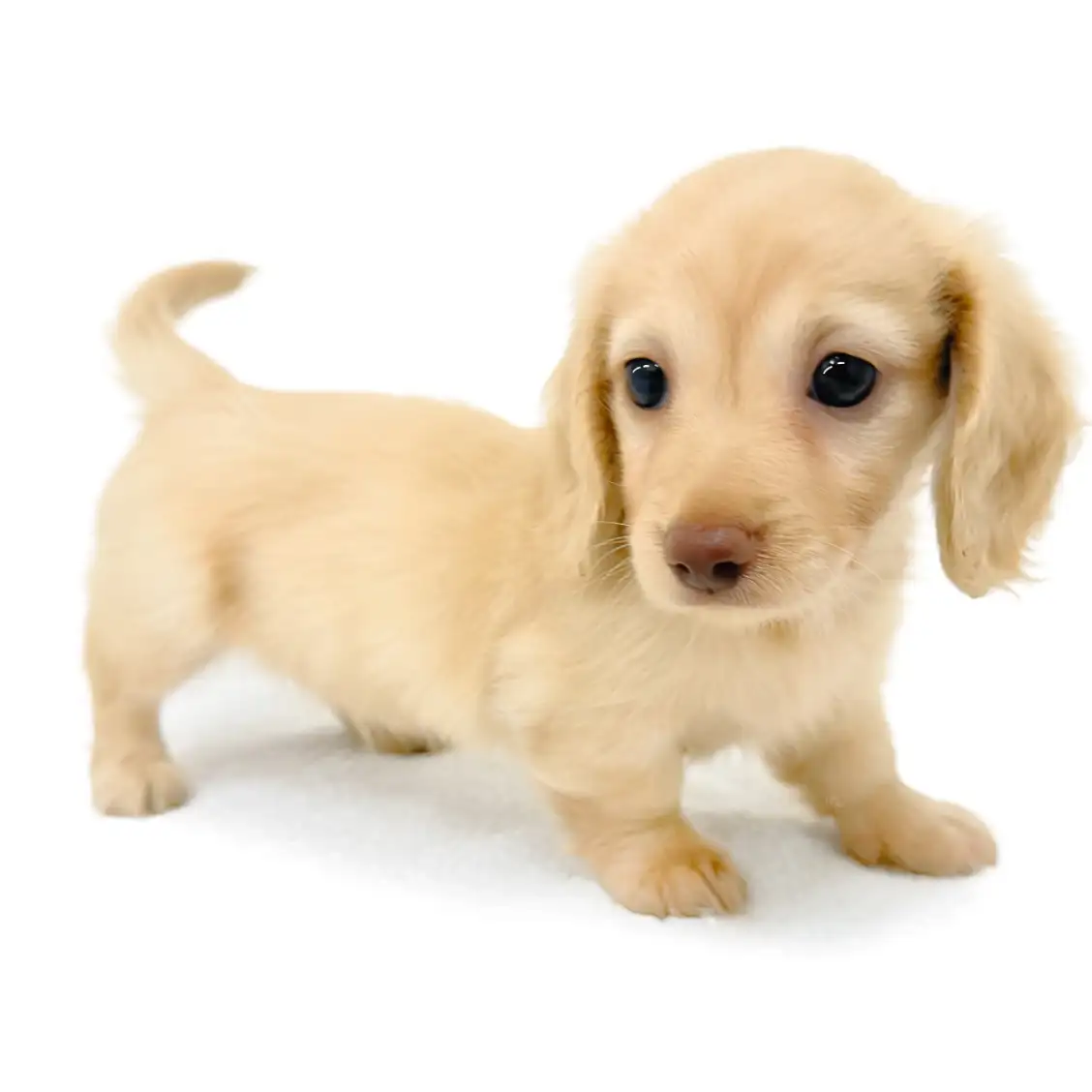 ミニチュア・ダックスフント