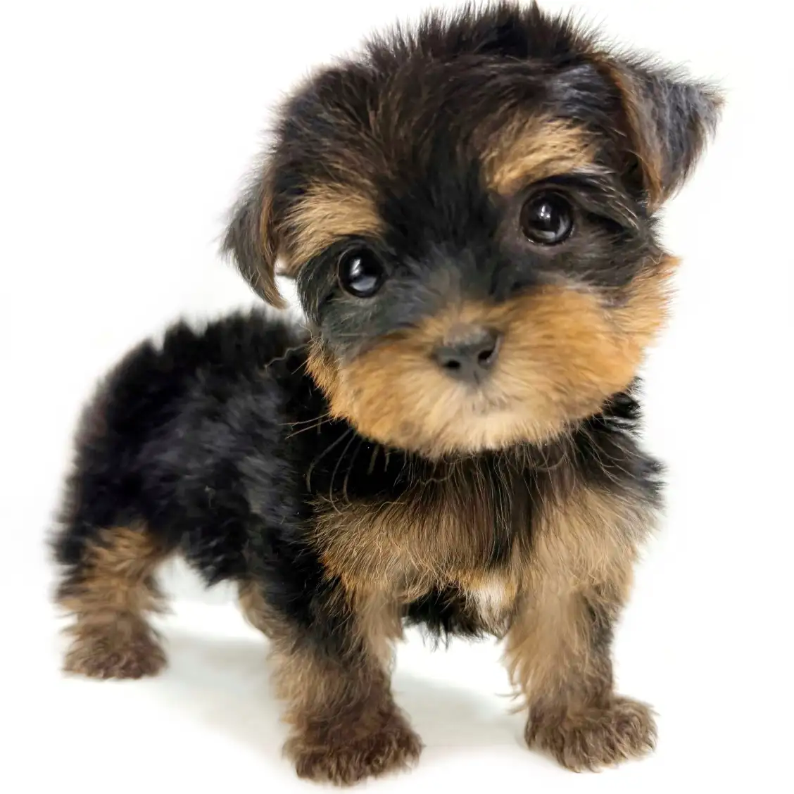 ヨークシャーテリア