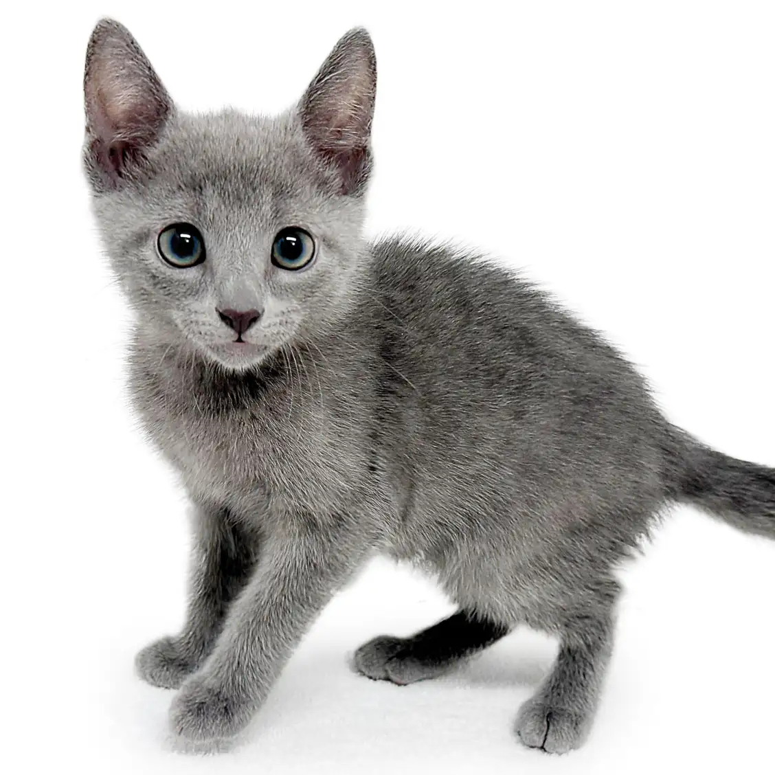 ロシアンブルー