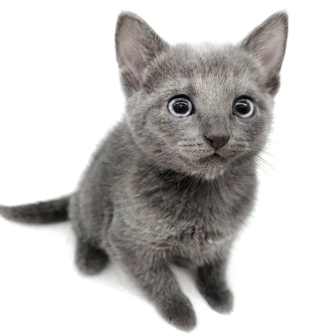 ロシアンブルー