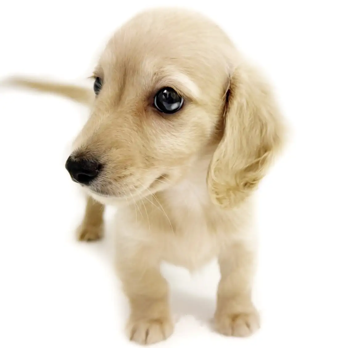 ミニチュア・ダックスフント