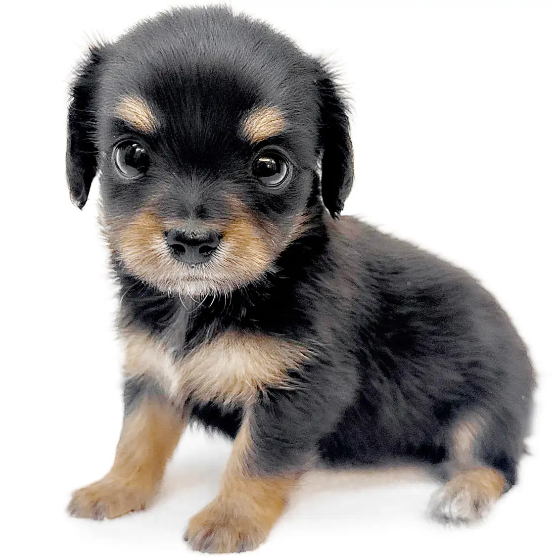 MIX(チワワ×ミニチュアダックスフント)