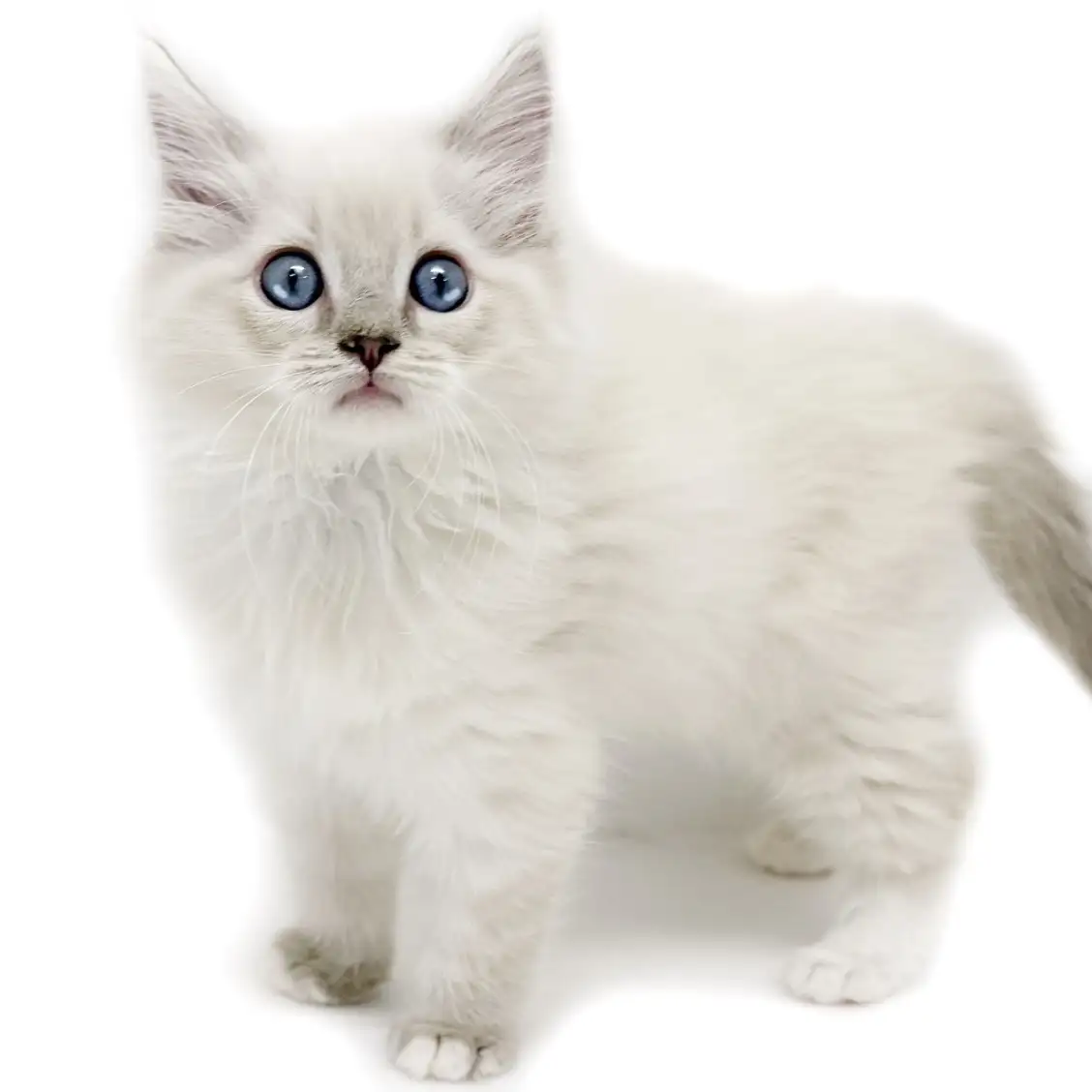 ネヴァマスカレード