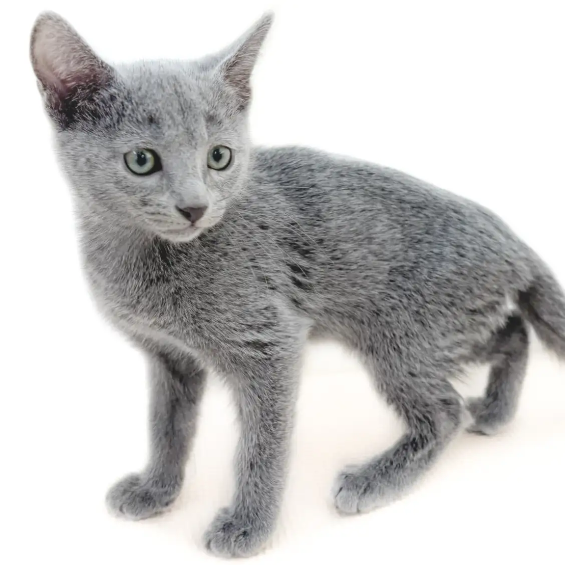 ロシアンブルー