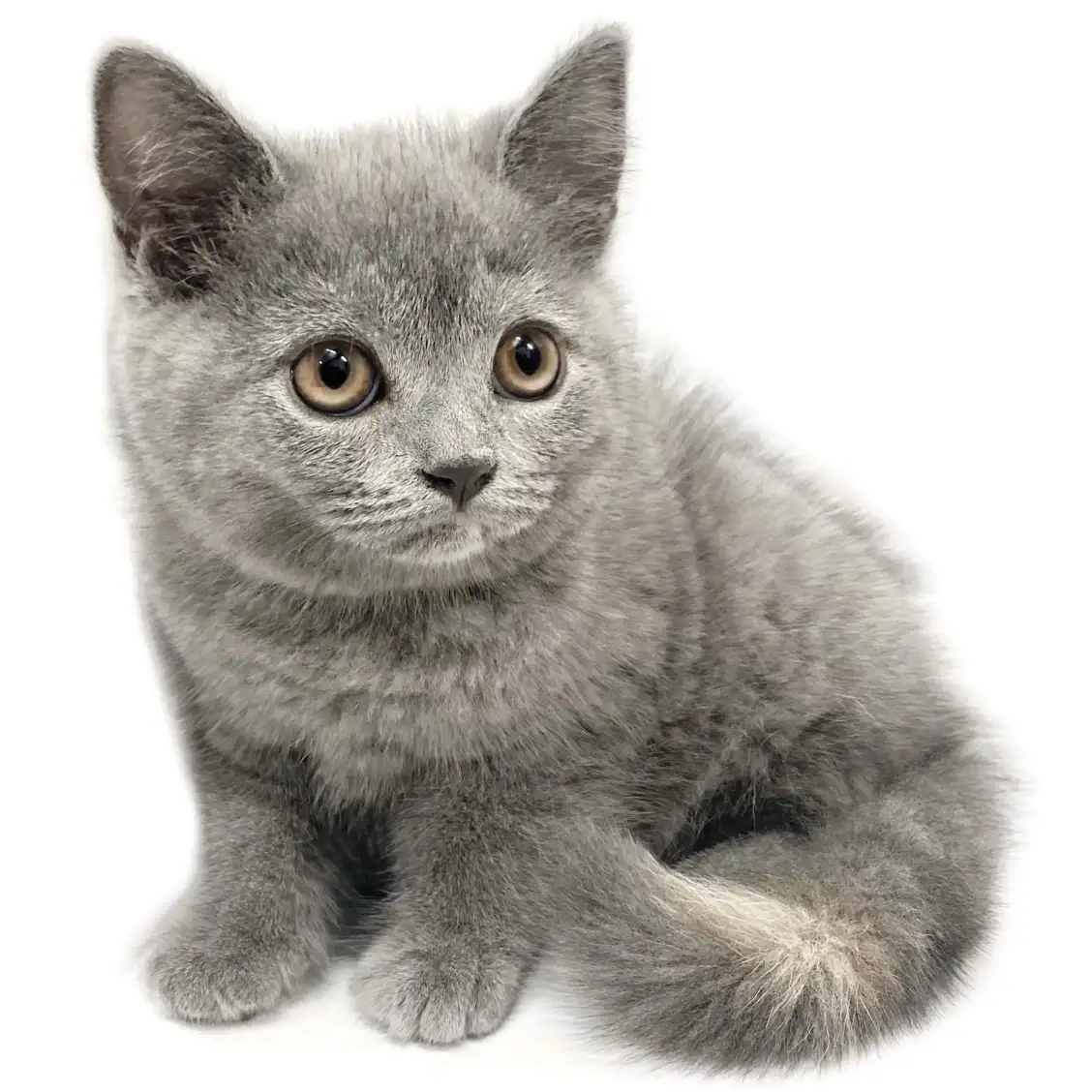 ブリティッシュショートヘア