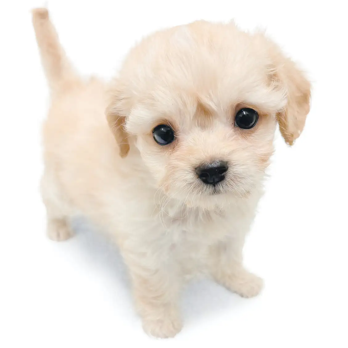 MIX（チワワ×トイプードル）