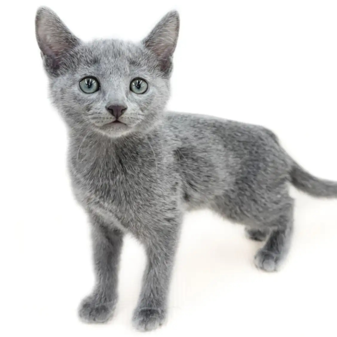 ロシアンブルー