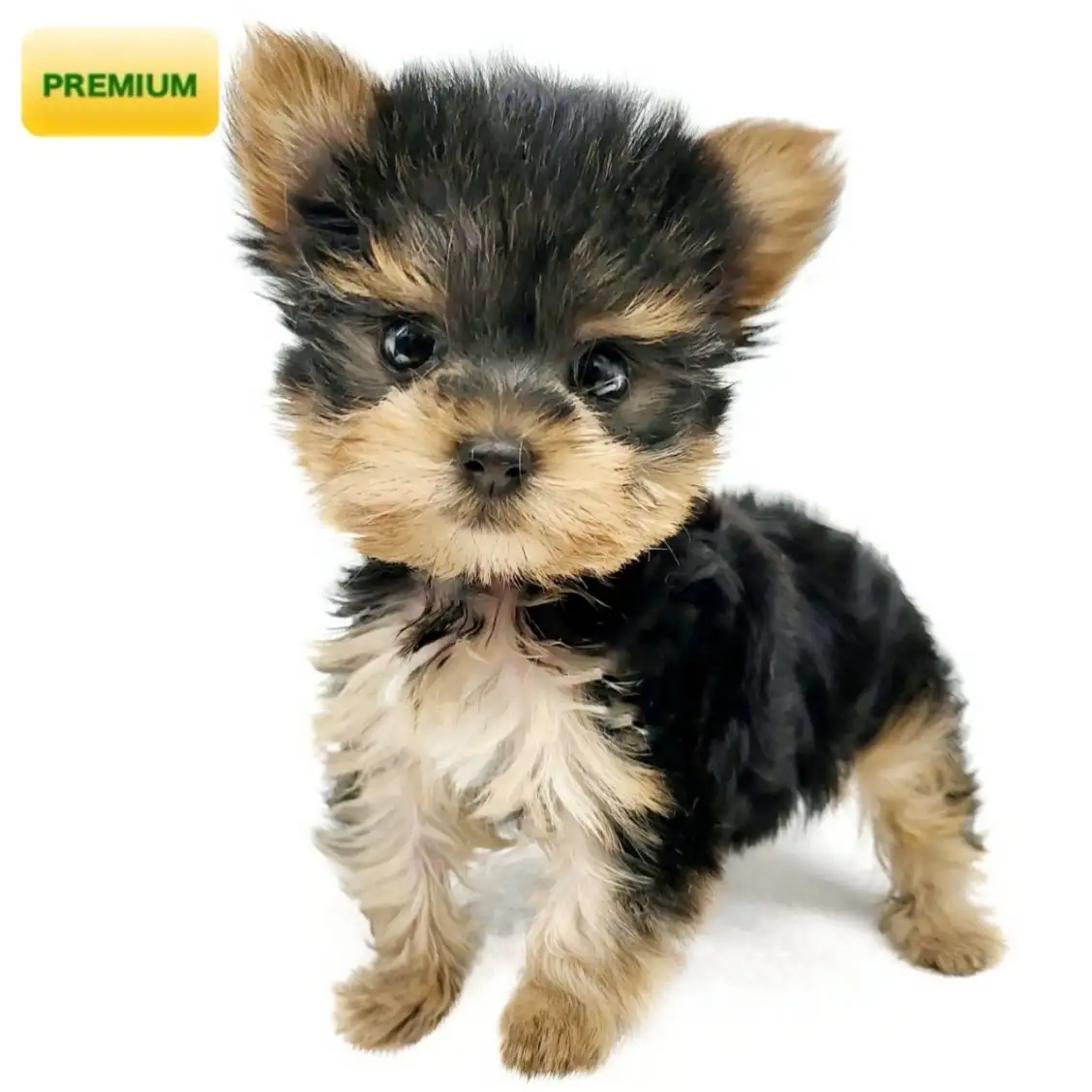 ヨークシャーテリア