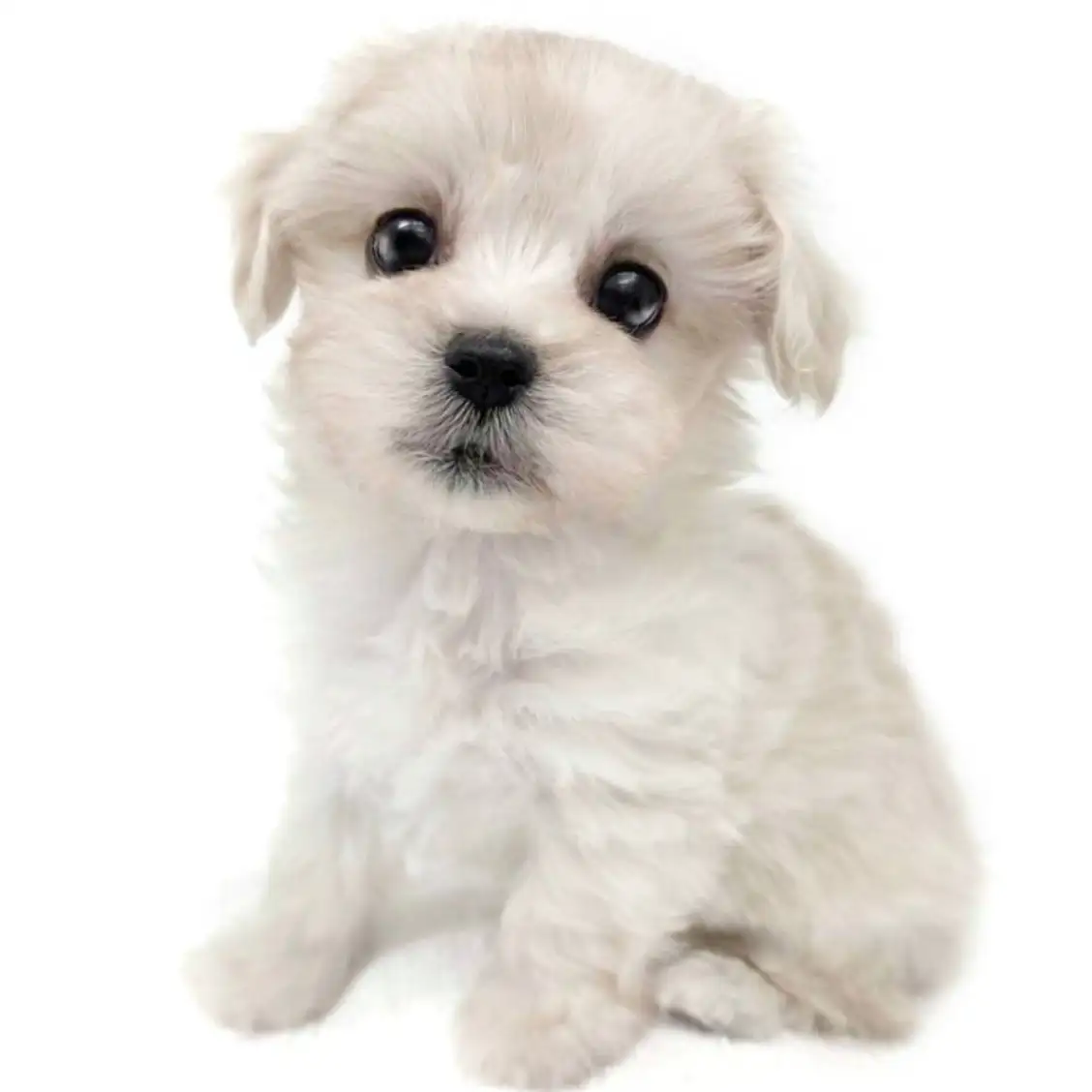 MIX(マルチーズ×トイプードル)