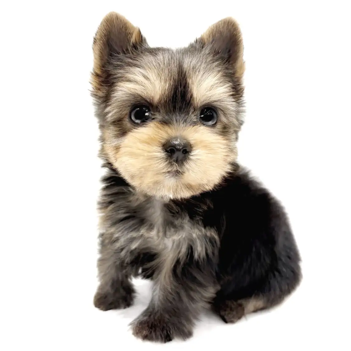 ヨークシャーテリア