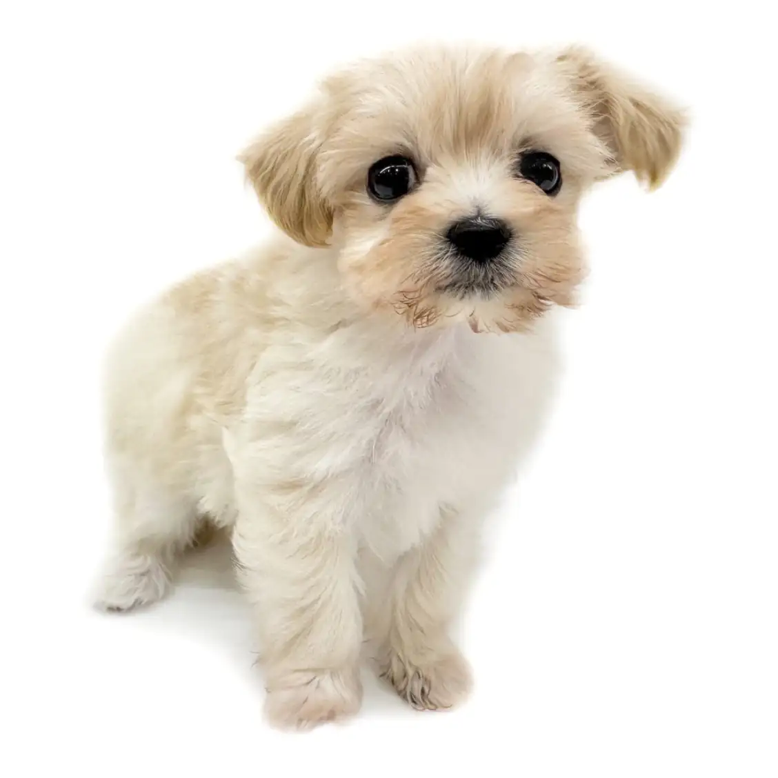 MIX(マルチーズ×トイプードル)