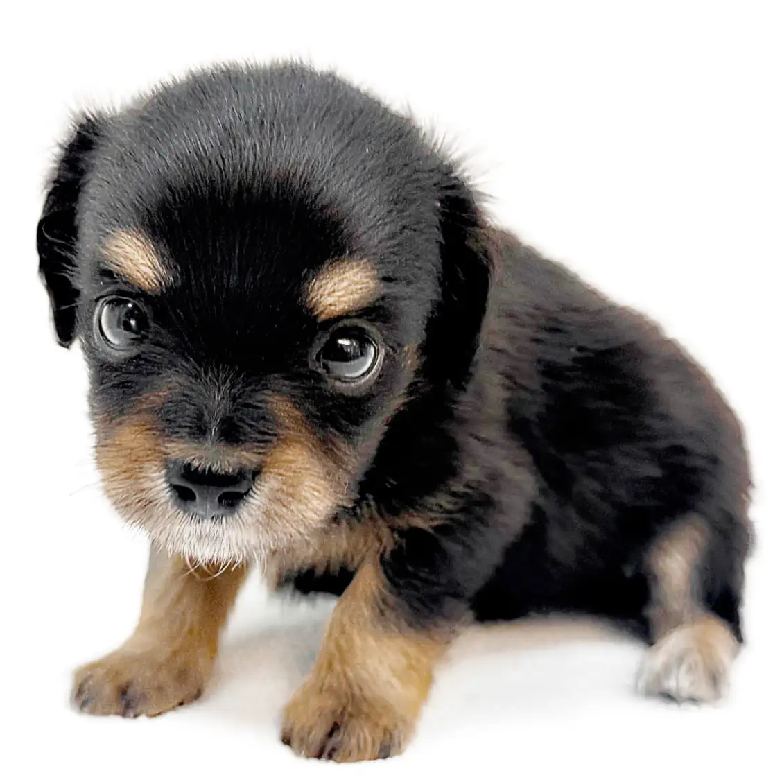 MIX(チワワ×ミニチュアダックスフント)