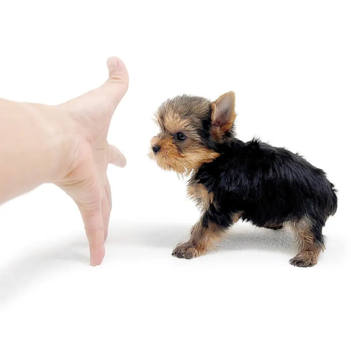 ヨークシャーテリア