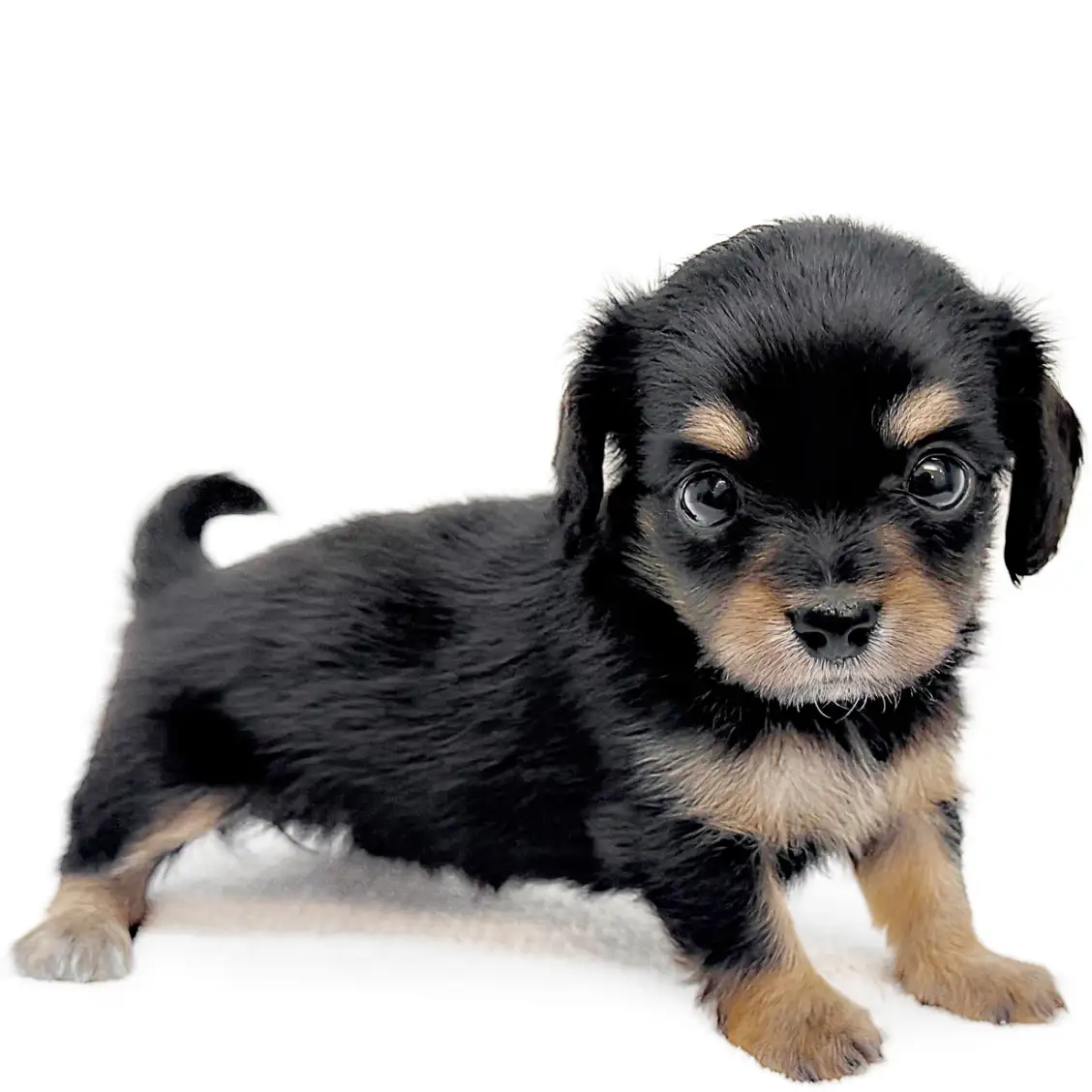 MIX(チワワ×ミニチュアダックスフント)