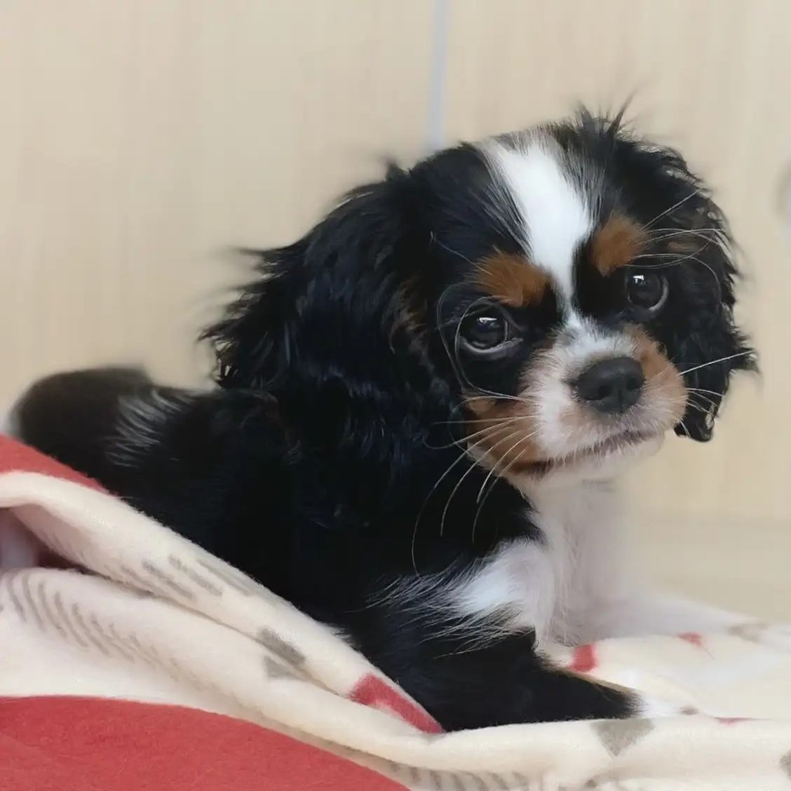 キャバリア・キングチャールズ・スパニエル