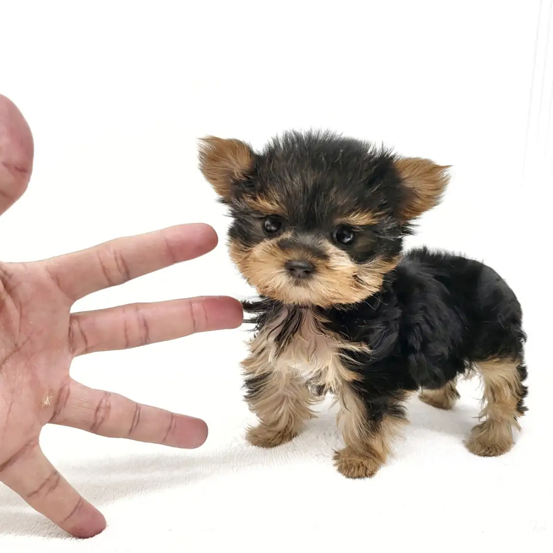 ヨークシャーテリア