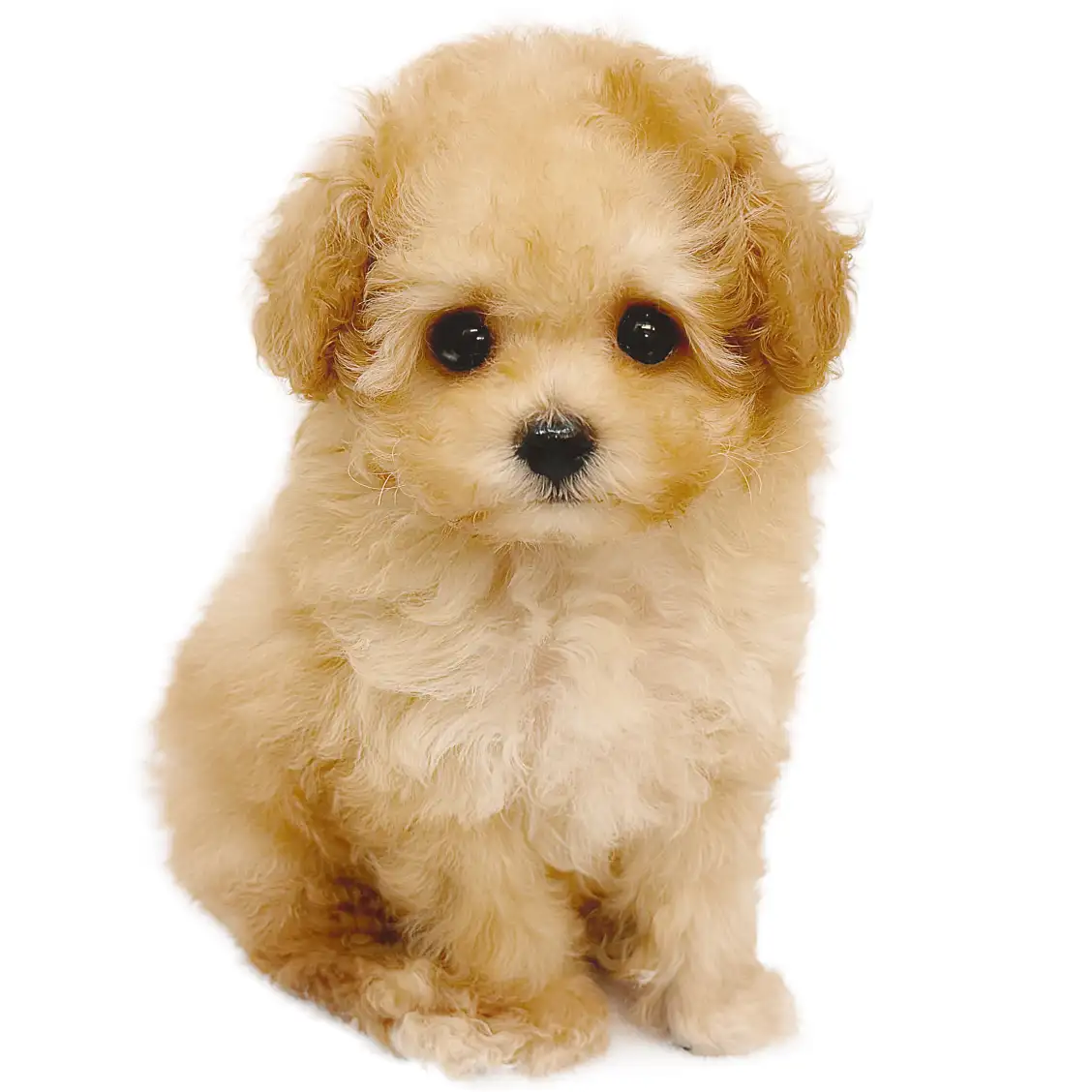 トイ・プードル