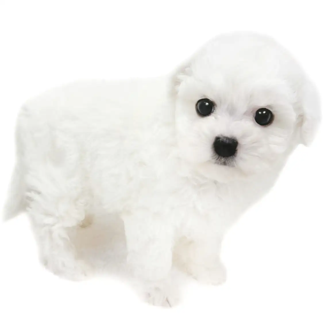 ビションフリーゼ