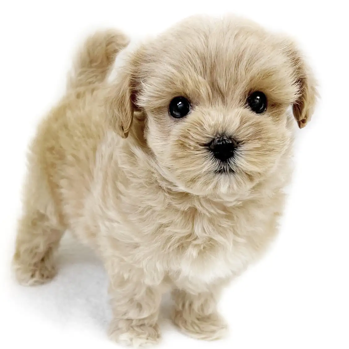 MIX(マルチーズ×トイプードル)