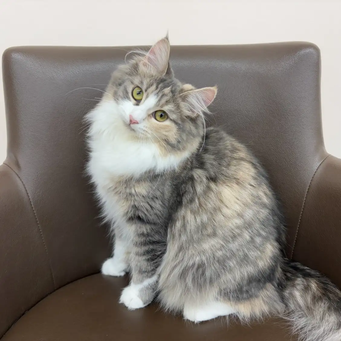 ノルウェージャンフォレストキャット