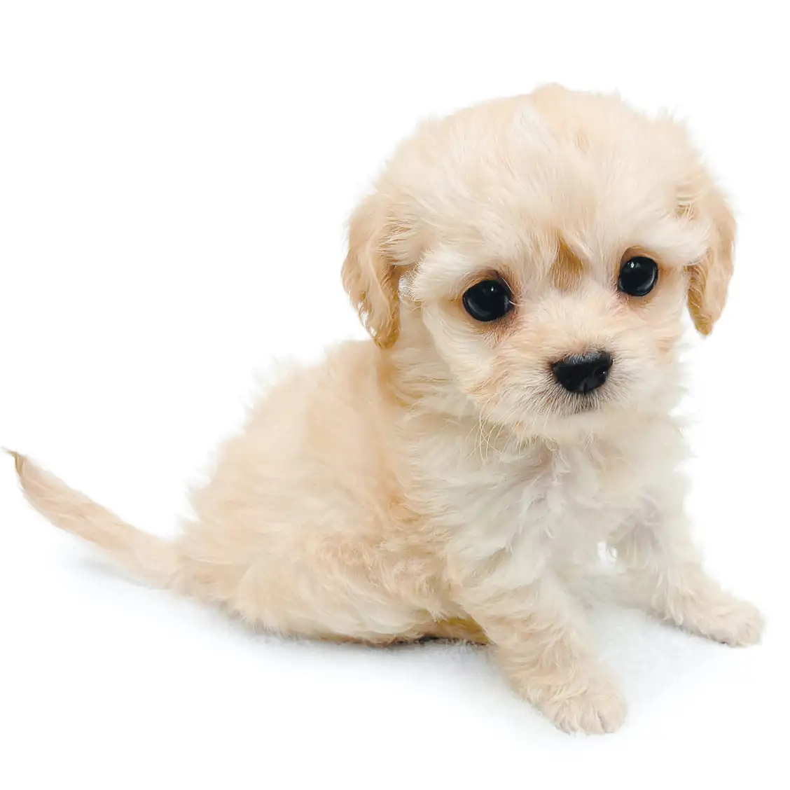 MIX（チワワ×トイプードル）