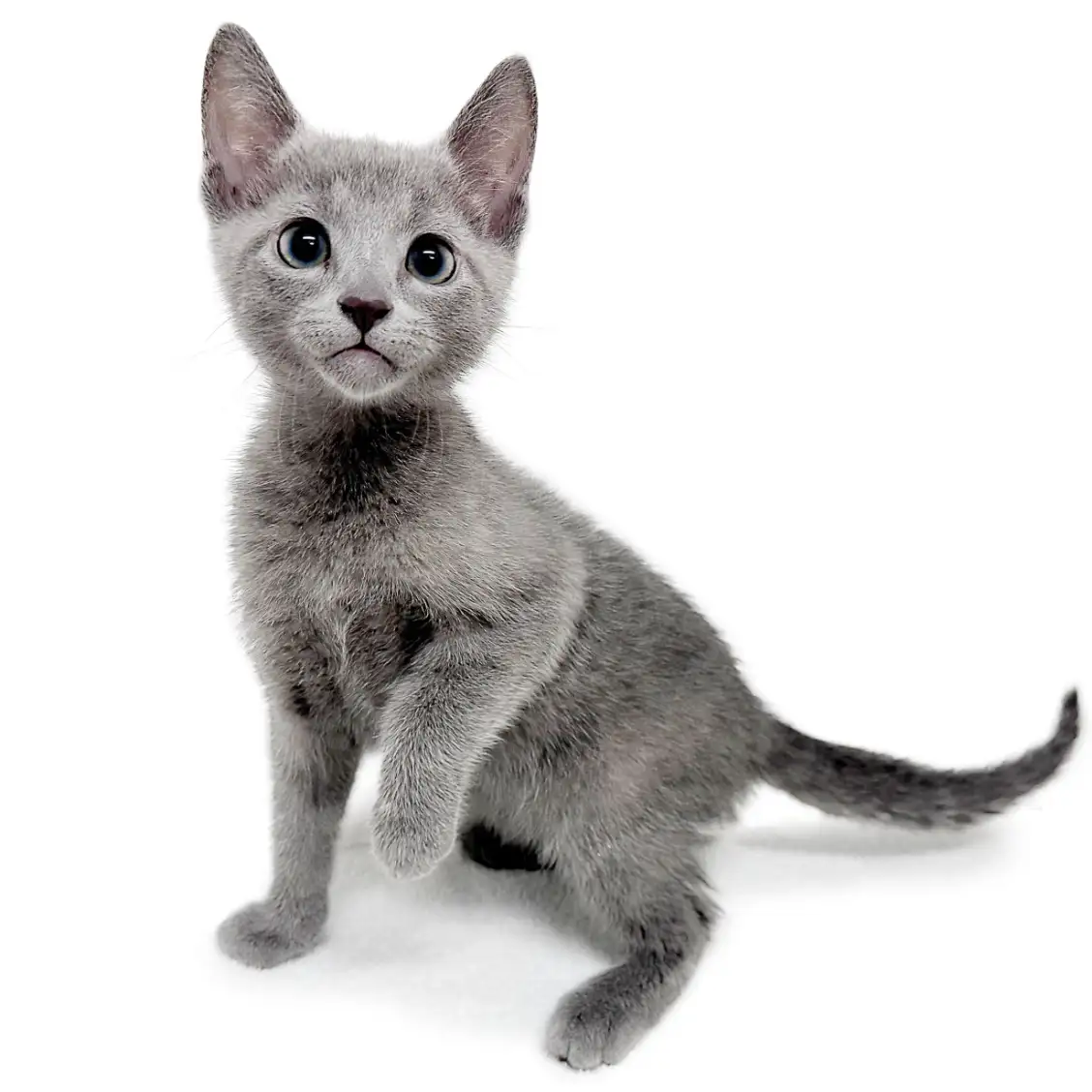 ロシアンブルー