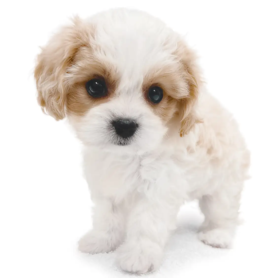 MIX（キャバリアキングチャールズスパニエル×ビションフリーゼ）