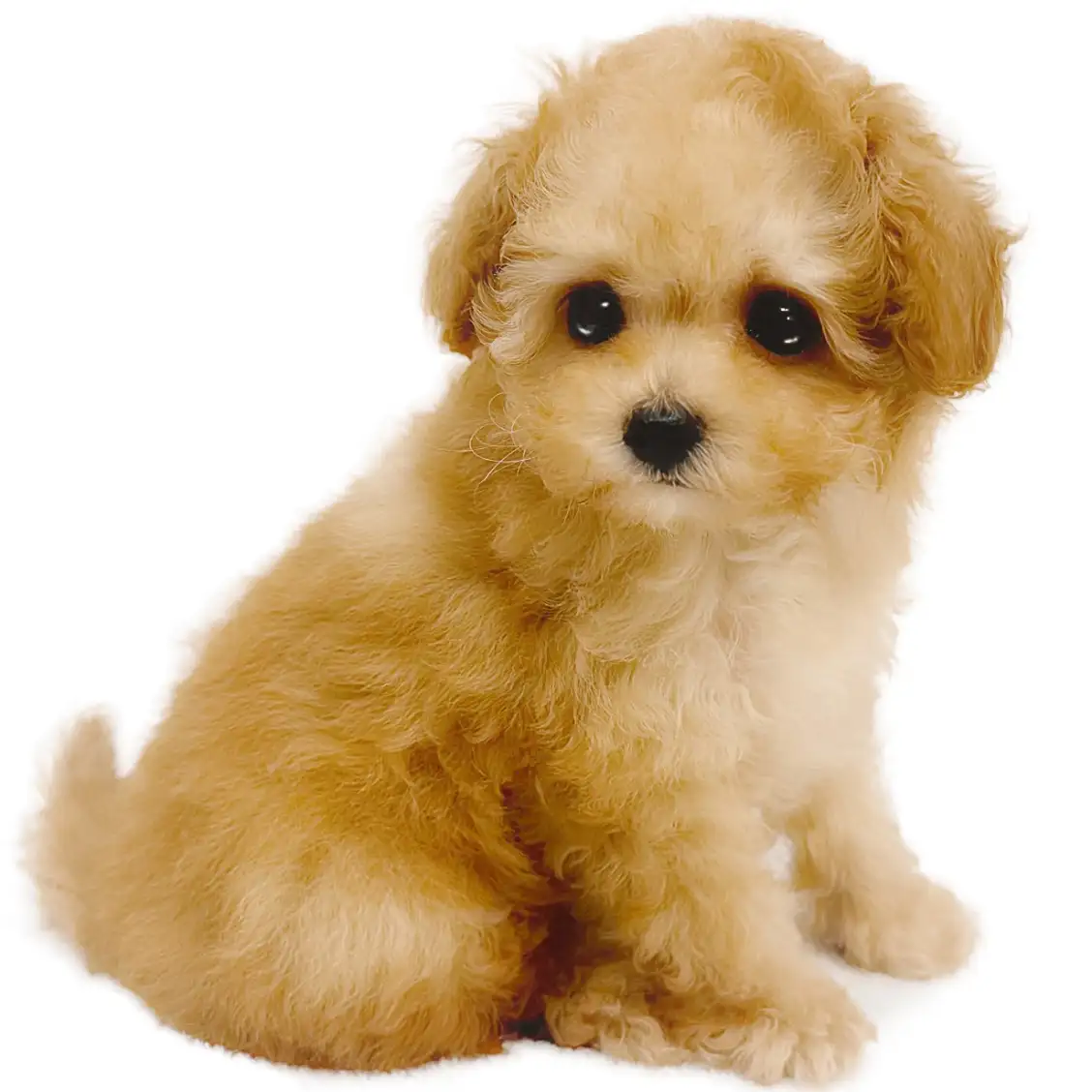 トイ・プードル