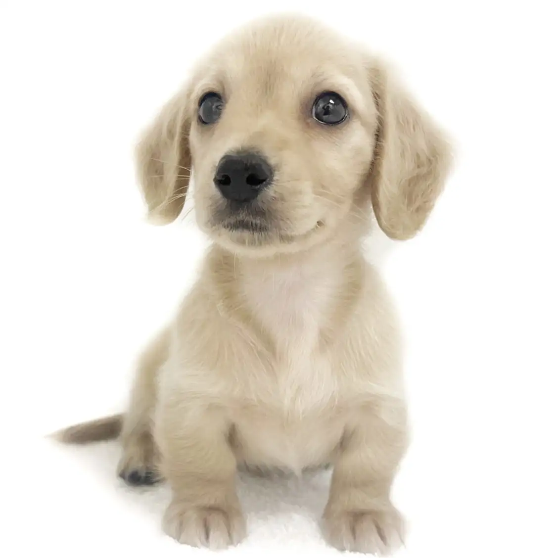 ミニチュア・ダックスフント