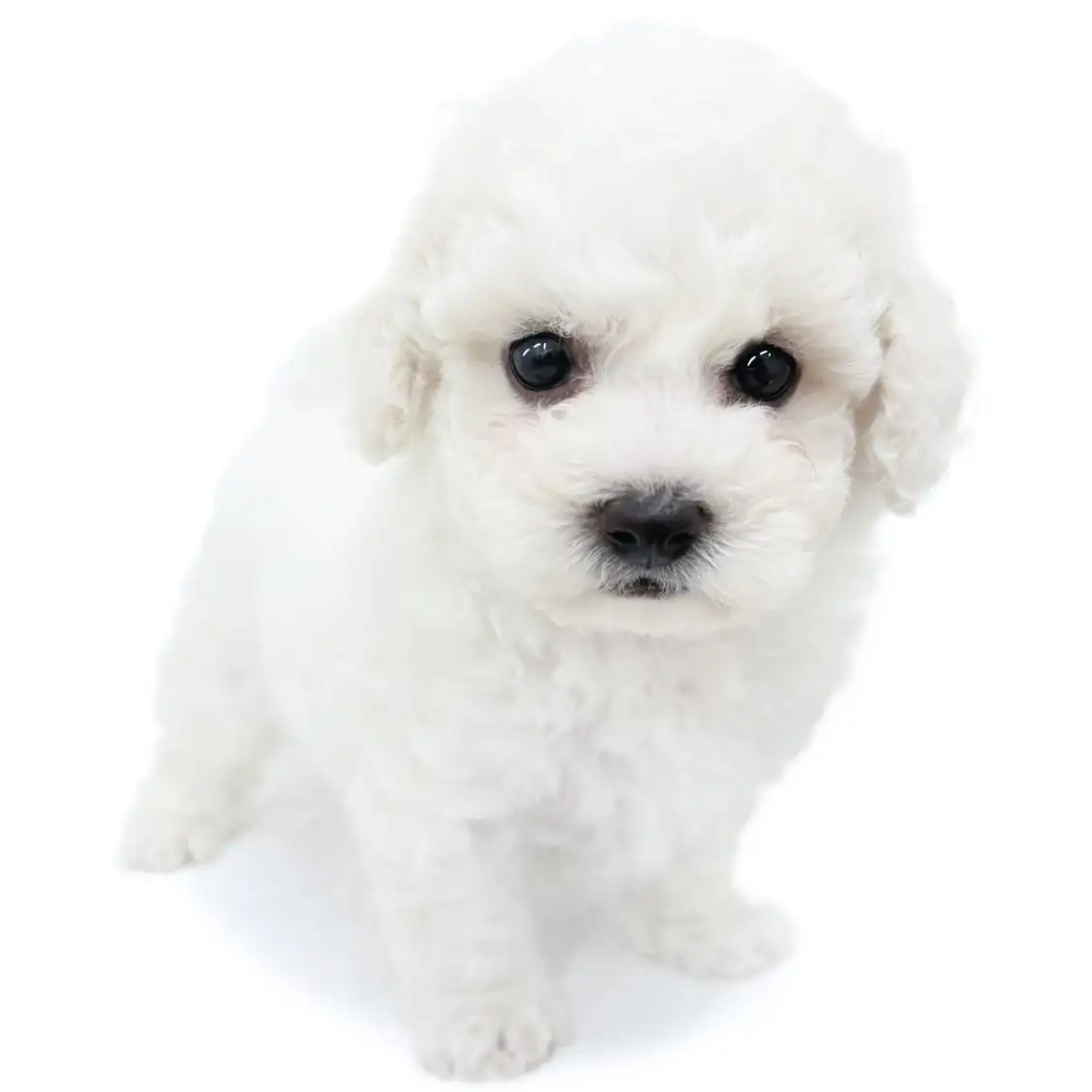 ビションフリーゼ