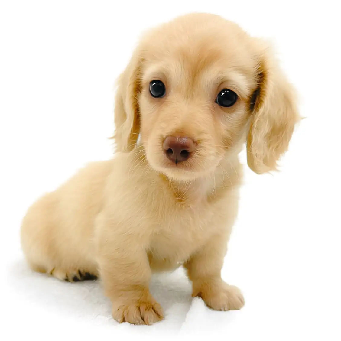 ミニチュア・ダックスフント